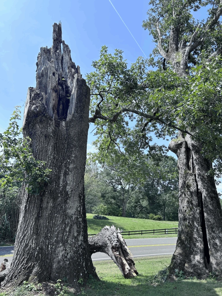 Emergency Tree Services